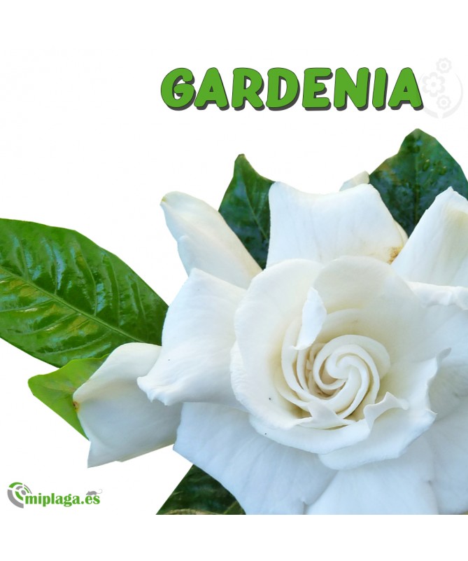 Carga fragancia GARDENIA - olfalim | Control de plagas