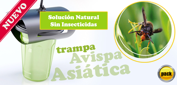 Avispa asiatica